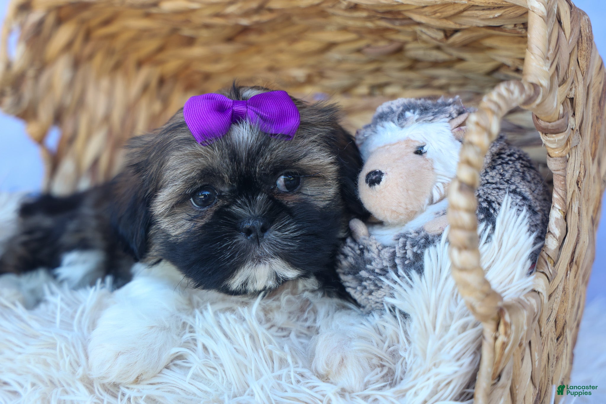 Shih Tzu dogs SADIE - Ad 2