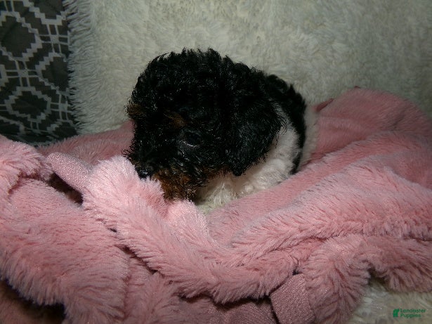 Miniature Poodle dogs  Sage - Ad 2