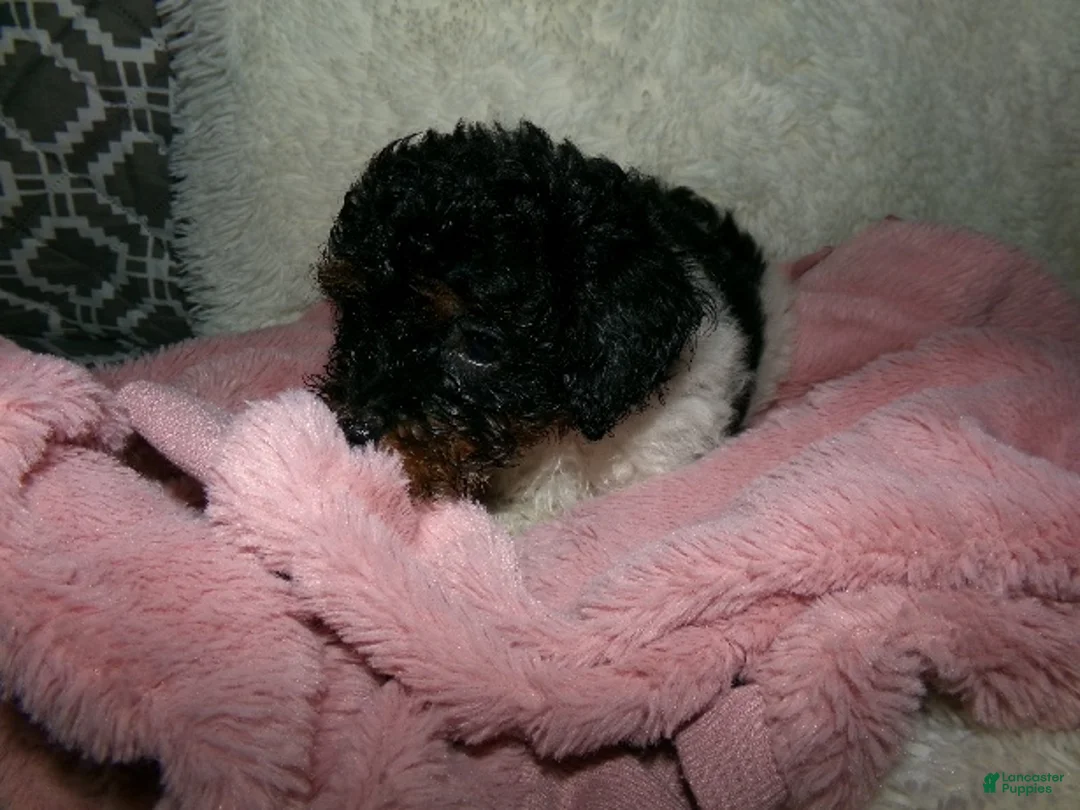 Miniature Poodle dogs for sale:  Sage - Ad 2