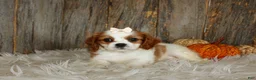Cavalier King Charles Spaniel dogs for sale: Rose - Ad 3