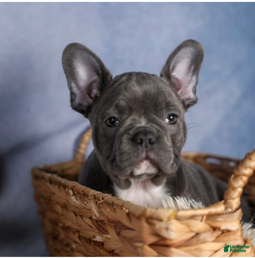 Frenchton dogs for sale: KASH  - Ad 1