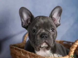 Frenchton dogs KASH - Ad 42