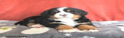 Bernese Mountain Dog dogs for sale: Teddy - Ad 4