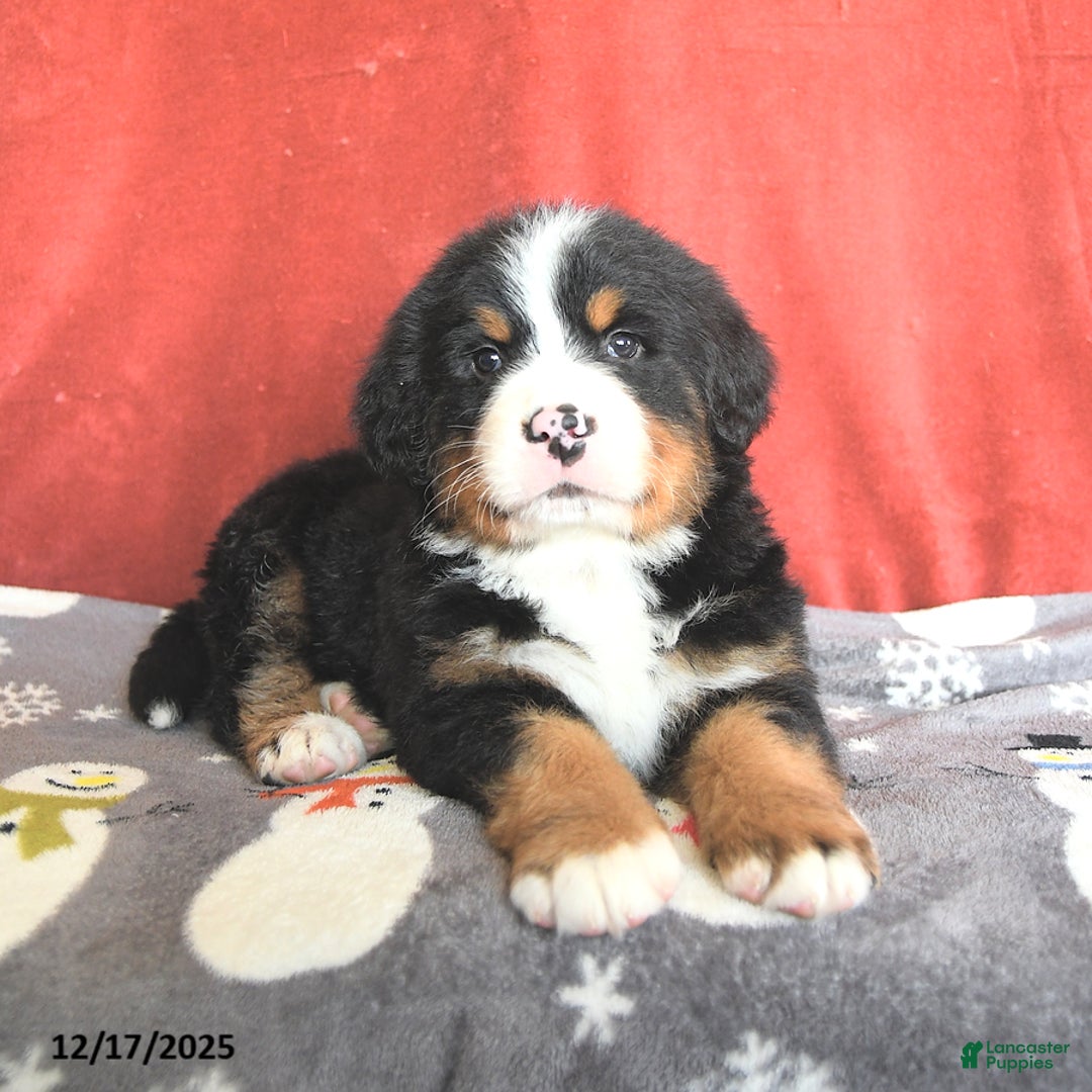 Bernese Mountain Dog dogs for sale: Teddy - Ad 4