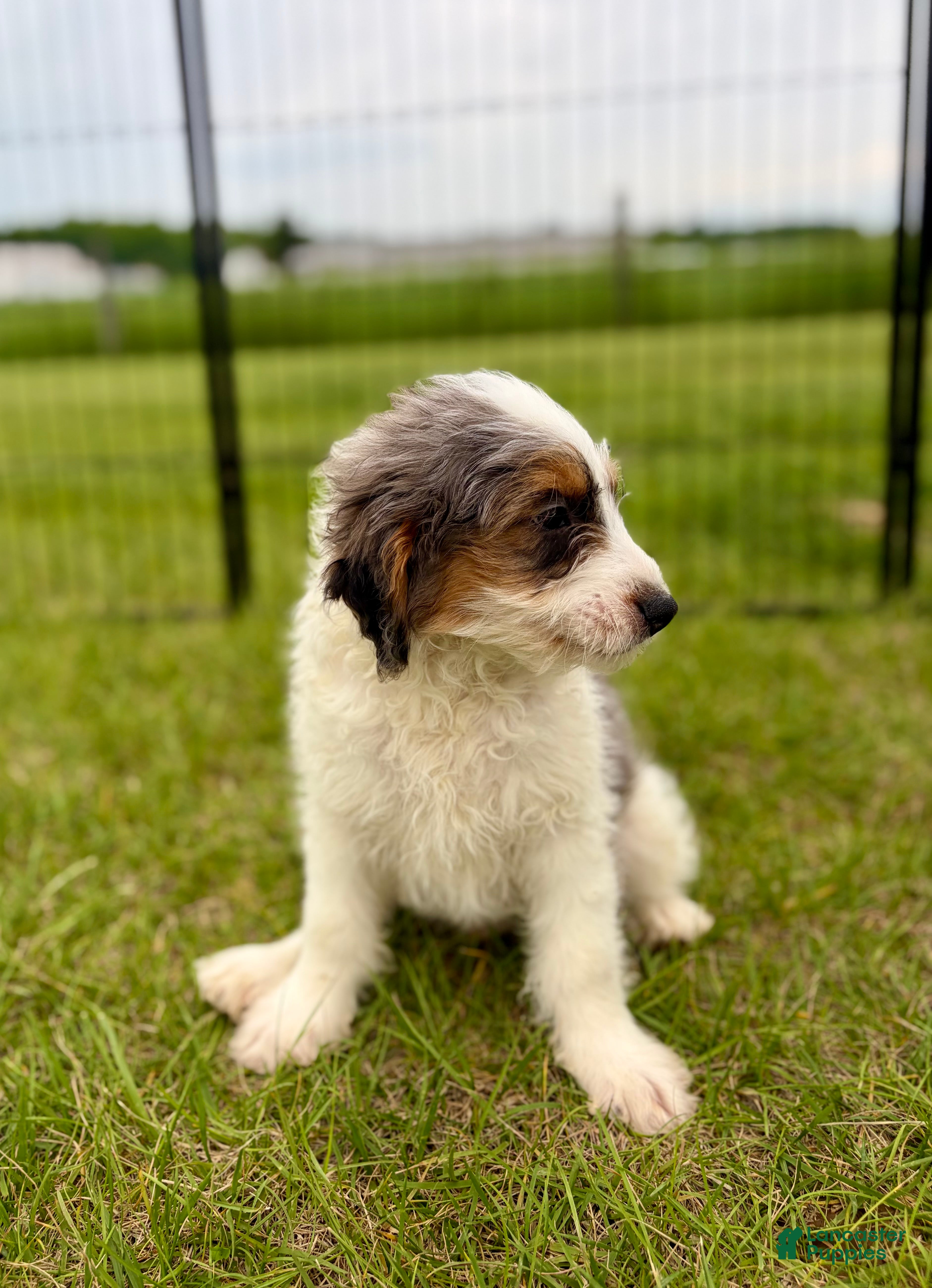Mini Goldendoodle dogs Heath - Ad 2