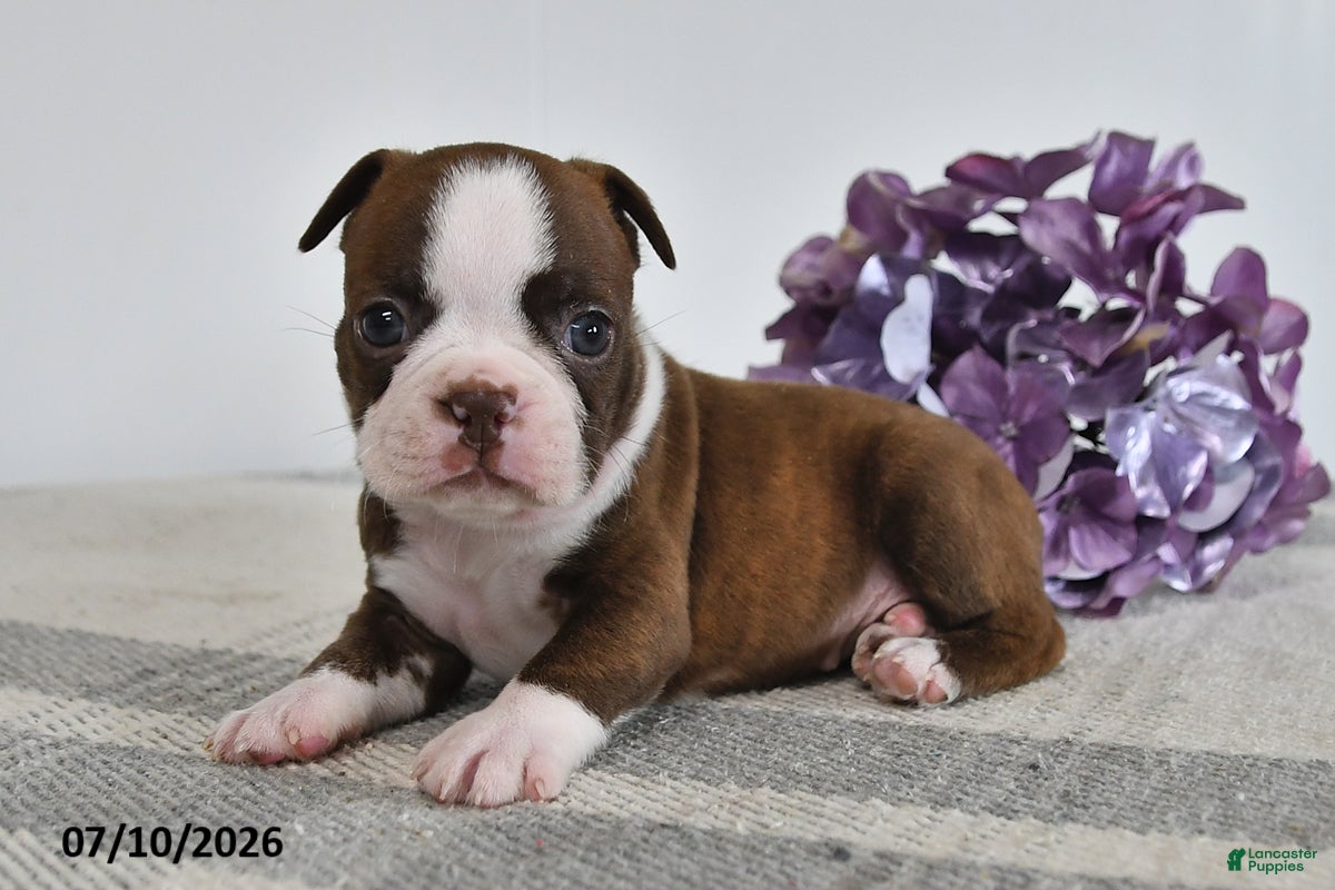 Boston Terrier dogs Genni - Ad 2