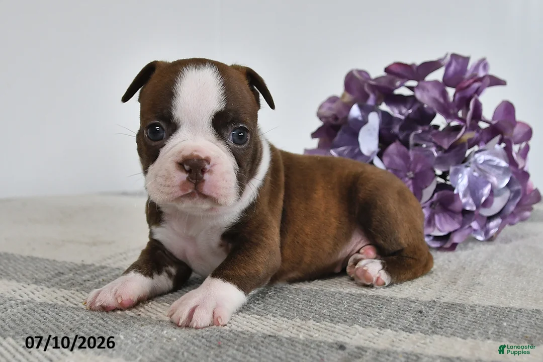Boston Terrier dogs for sale: Genni - Ad 2