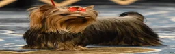 Yorkshire Terrier dogs for sale: Orange  - Ad 4