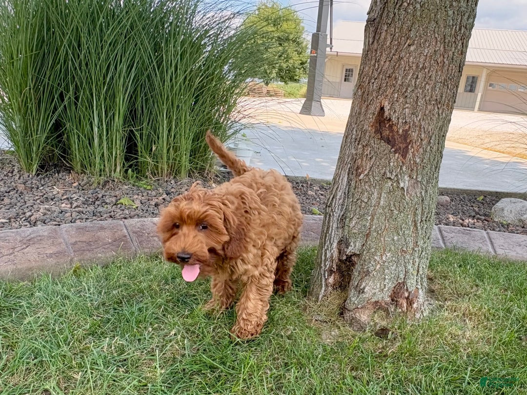 Cockapoo dogs for sale: Henry - Ad 11