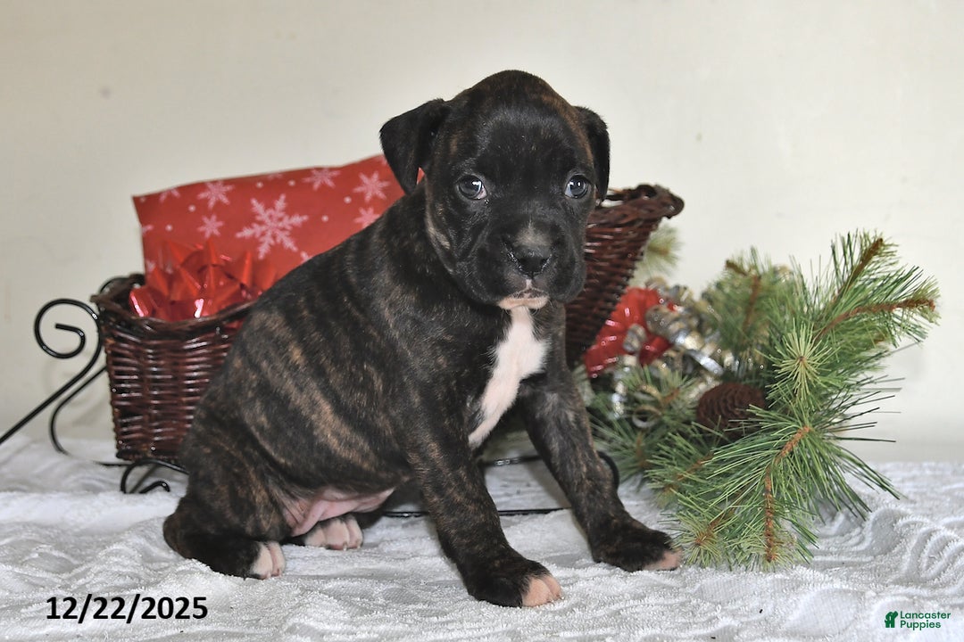 Boxer dogs for sale: Barbie - Ad 2