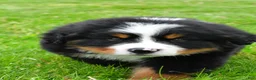 Bernese Mountain Dog dogs for sale: Rexton - Ad 5