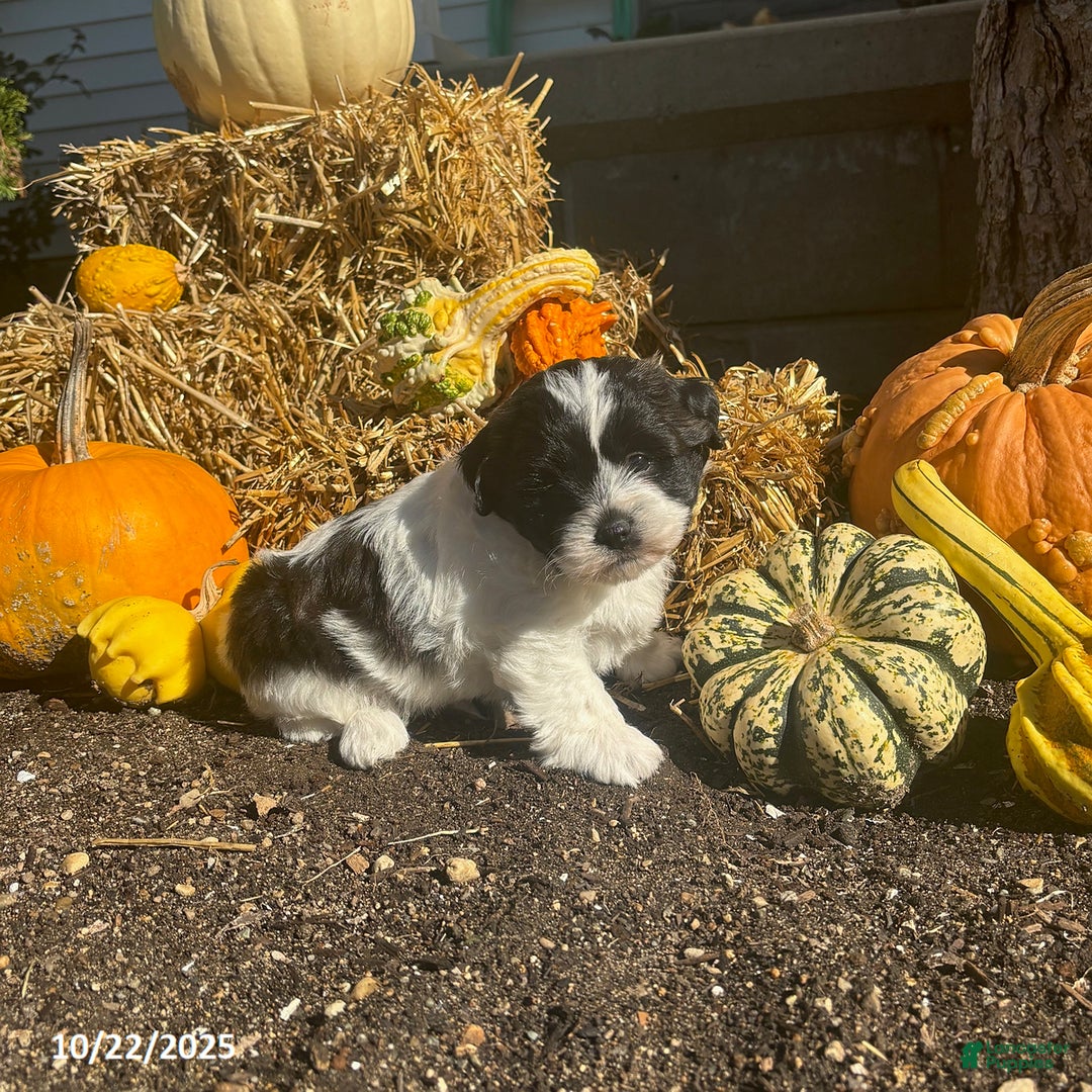 Teddy Bear dogs for sale: Ace - Ad 6