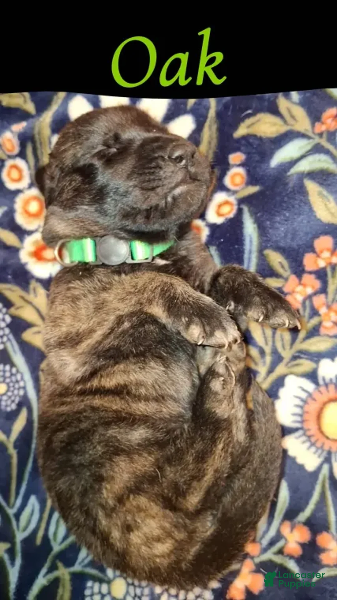 English Mastiff dogs for sale: Oak, Brindle English Mastiff Puppy - Ad 3