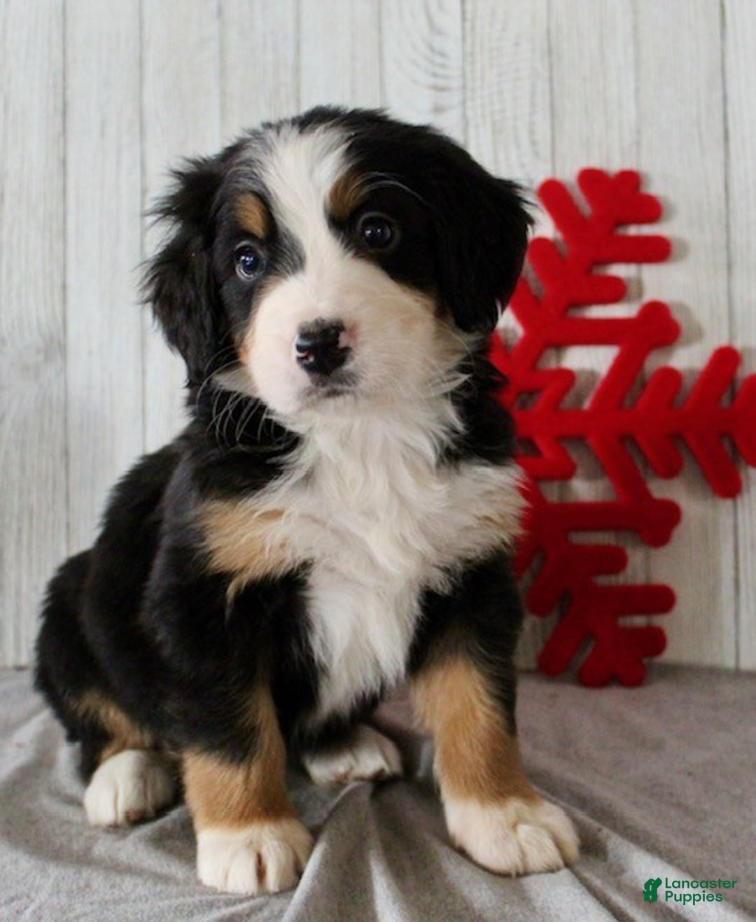 Bernese Mountain Dog dogs for sale: Lila - Ad 6