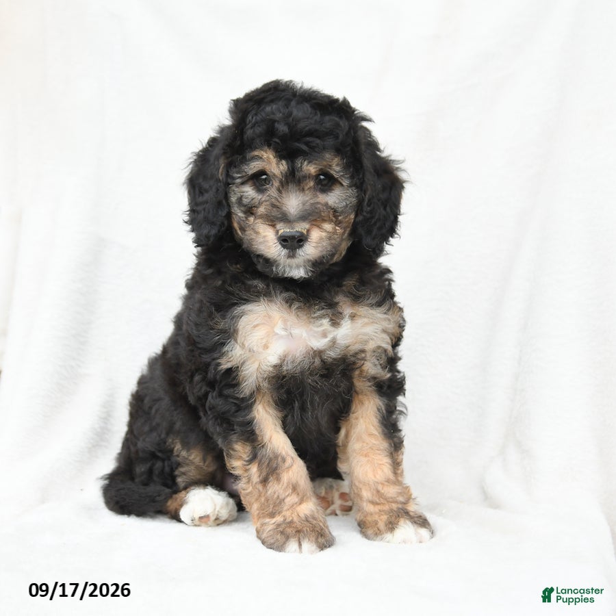 Mini Bernedoodle dogs Mason - Ad 1