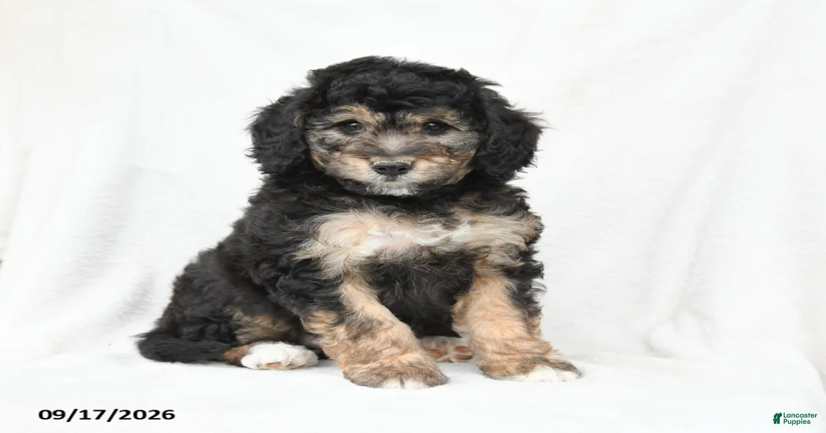 Mason Mini Bernedoodle for sale in Mill Hall | Lancaster Puppies