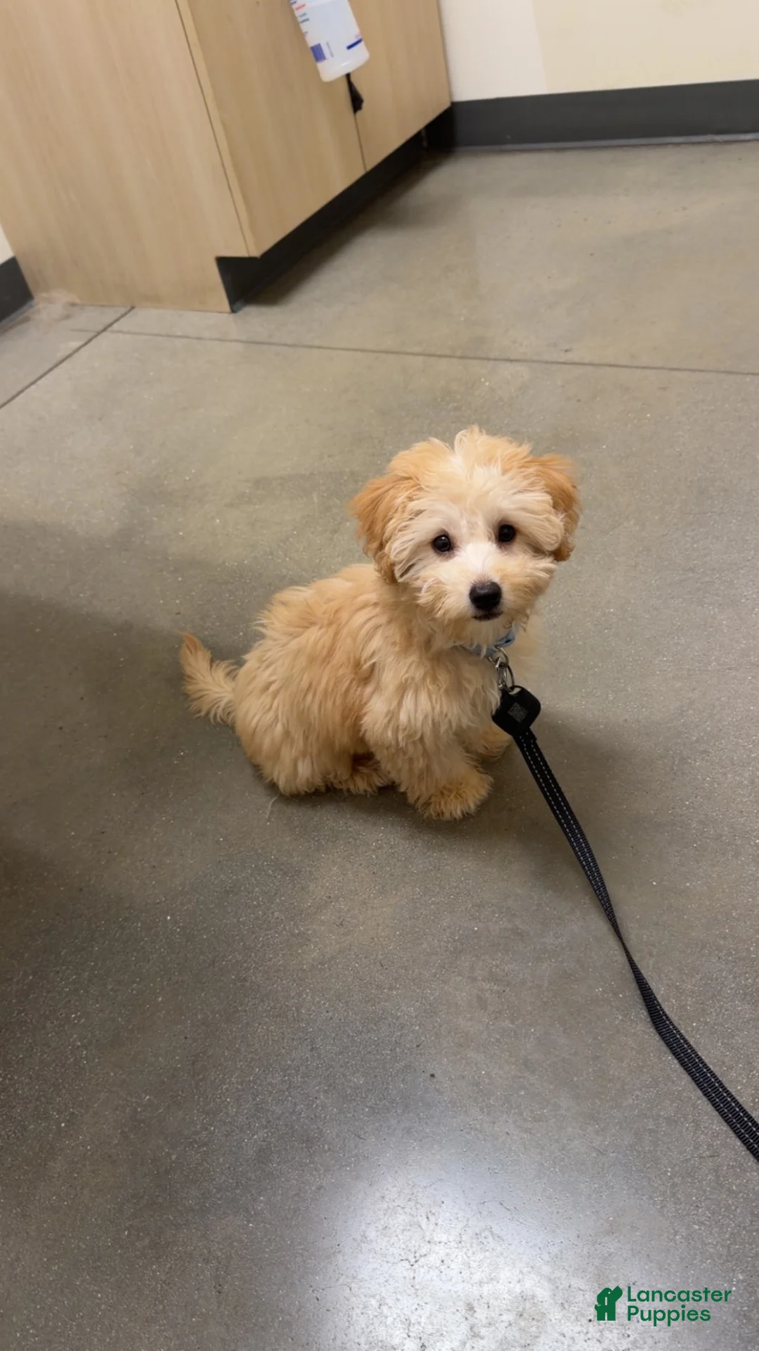 Bichpoo dogs for sale: Cooper - Ad 2