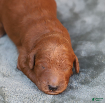 Goldendoodle dogs Finnick - Ad 20