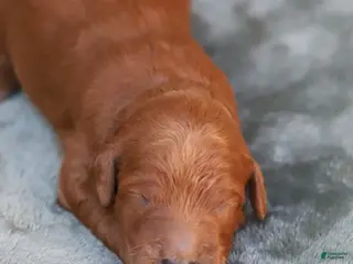 Goldendoodle dogs Finnick - Ad 5