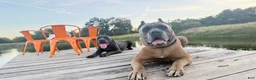 Cane Corso dogs for sale: Cane Corso 5- Dustin  - Ad 4