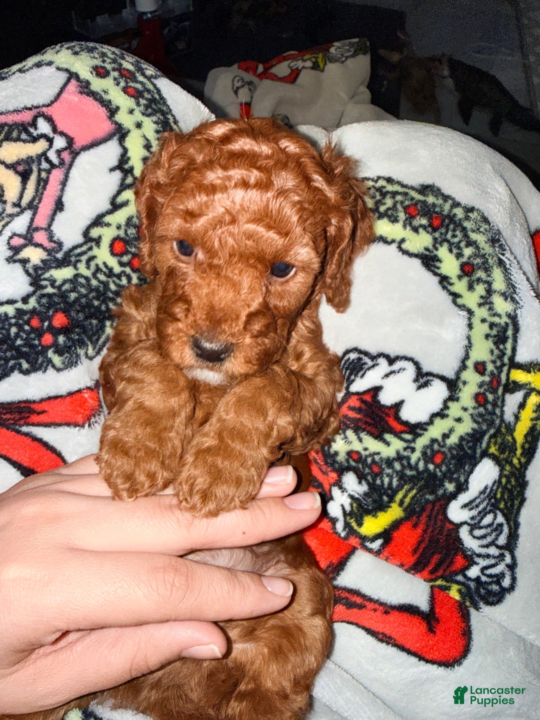 Mini Goldendoodle dogs for sale: Asher - Ad 8