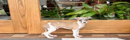 Italian Greyhound dogs for sale: Italian Greyhound 1 fawn boy  - Ad 4