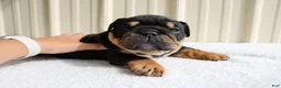 English Bulldog dogs for sale: Buddy  - Ad 8