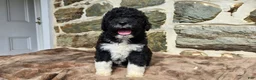 Portuguese Water Dog dogs for sale: David - Ad 7