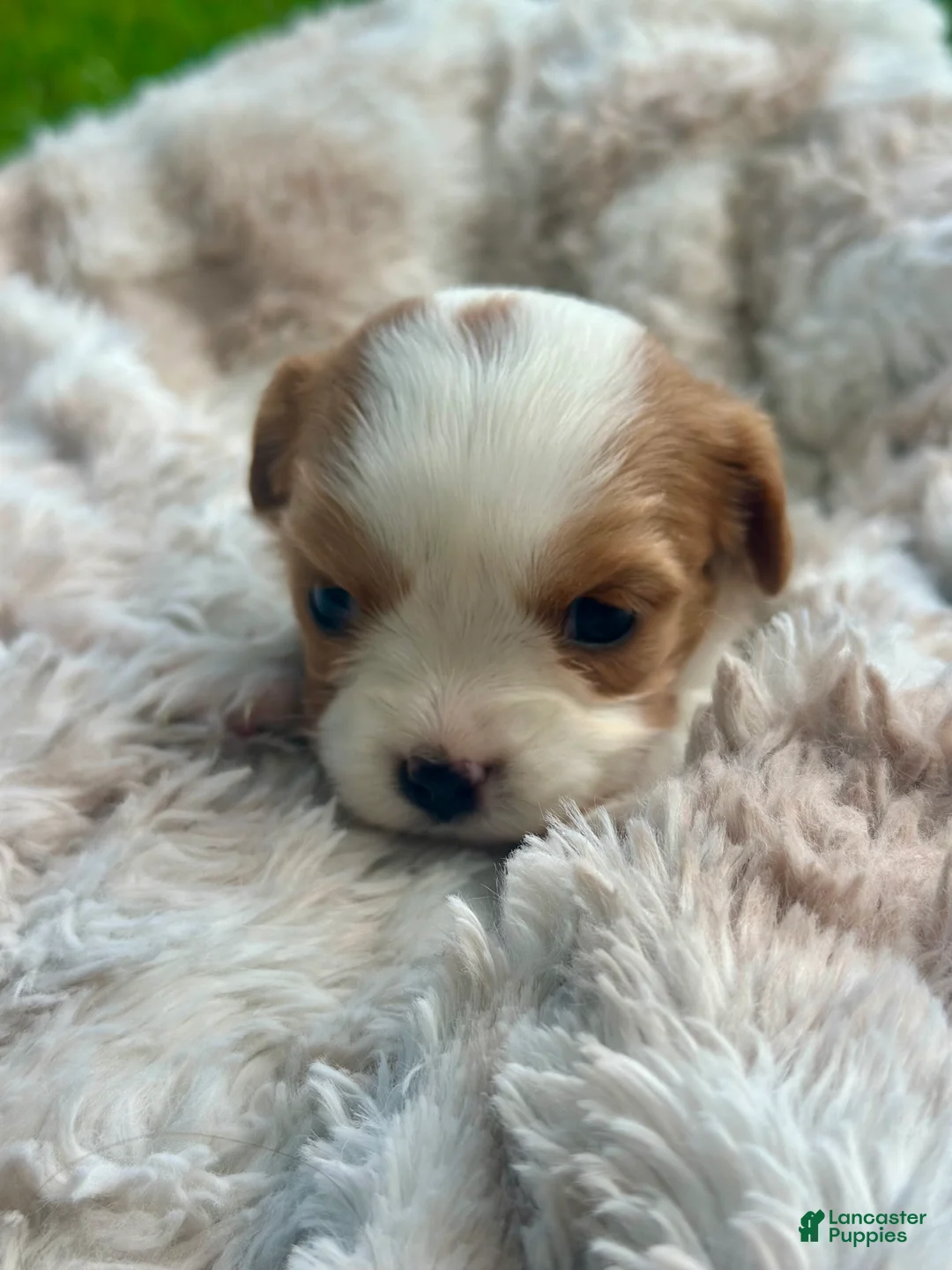 Cavalier King Charles Spaniel dogs for sale: Charleston - Ad 2