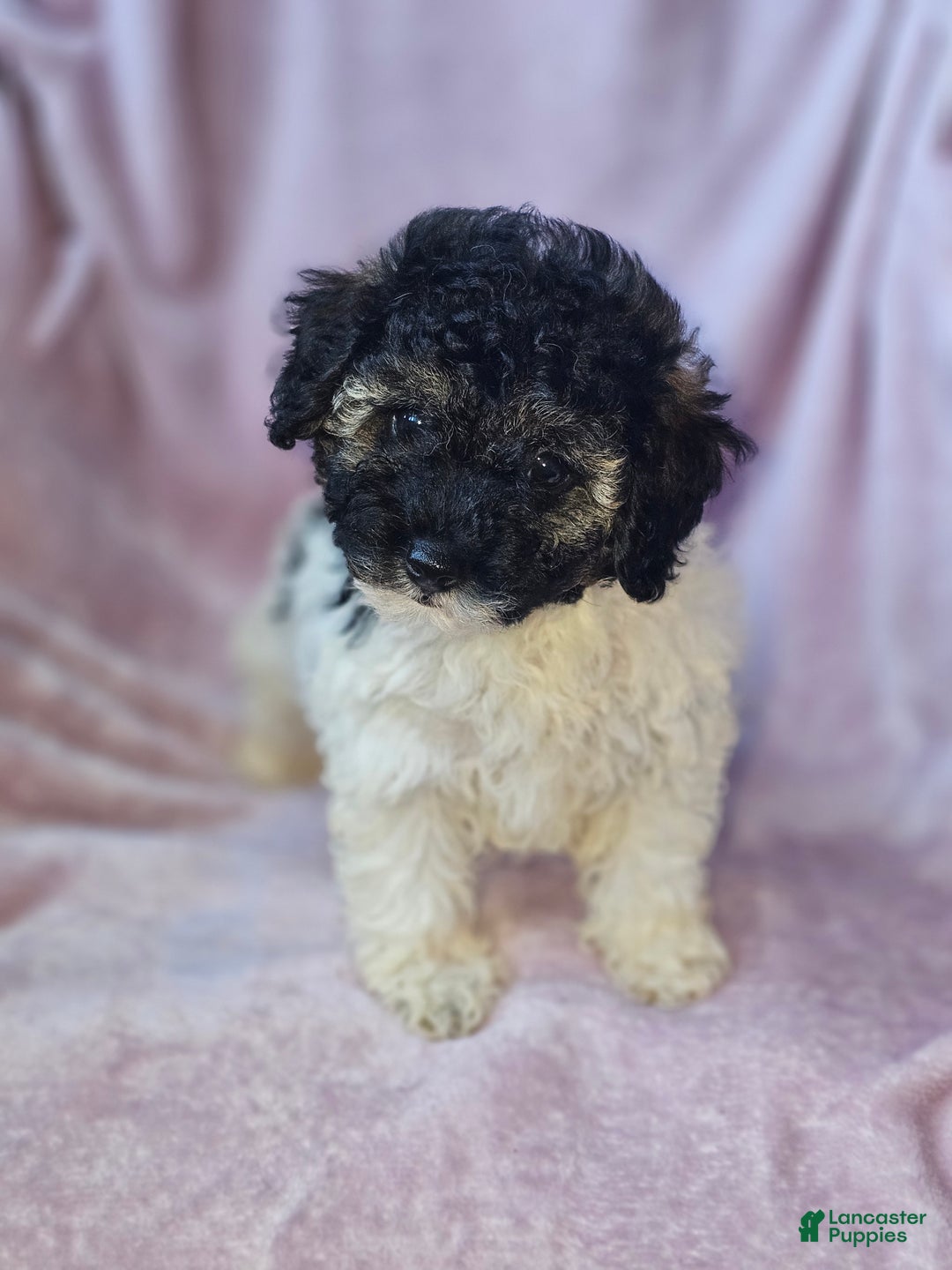 Toy Poodle dogs for sale: Devine - Ad 4