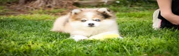 Pomsky dogs for sale: Sebastian - Ad 8