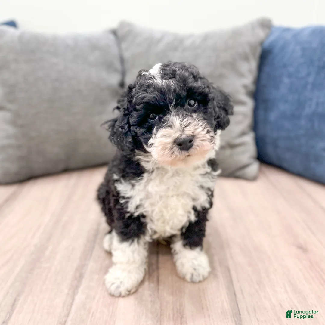 Aussiedoodle dogs for sale: Buddy - Ad 2