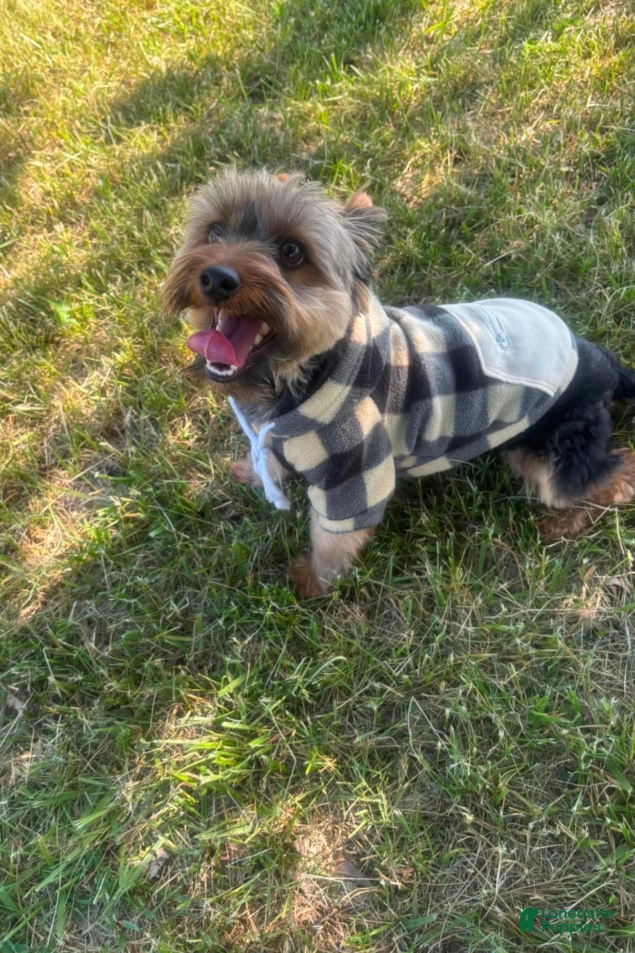 Yorkshire Terrier dogs for sale: Woody - Ad 3