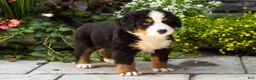 Bernese Mountain Dog dogs for sale: Moose - Ad 3