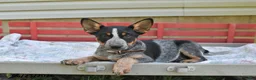Australian Cattle Dog dogs for sale: Leo - Ad 4
