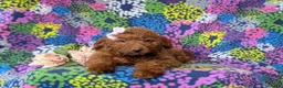 Mini Goldendoodle dogs for sale: Stella 10 lbs full grown - Ad 6