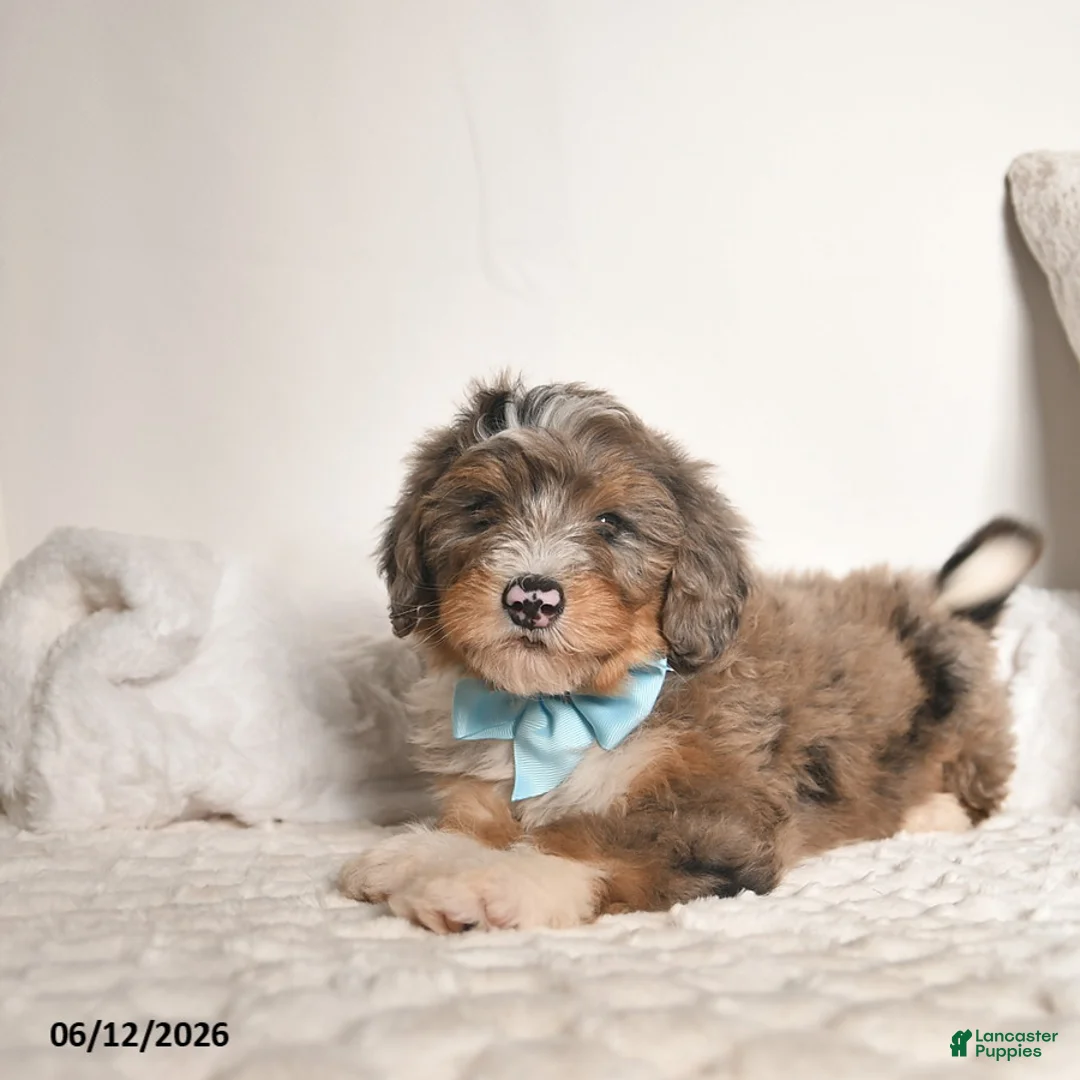 Bernedoodle dogs for sale: Dallas - Ad 2