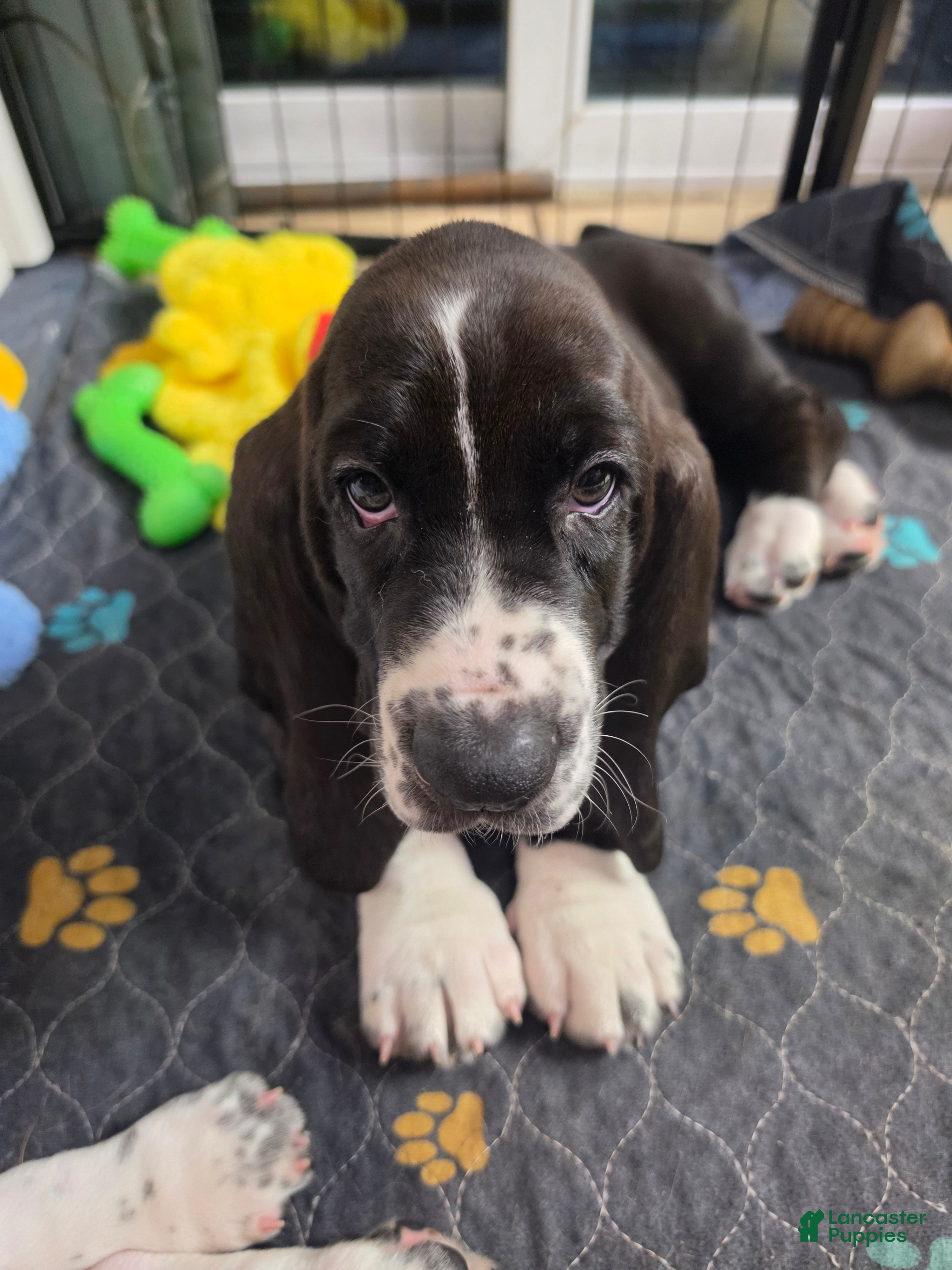 Basset Hound dogs for sale: 💙 READY NOW BEST FRIEND!  - Ad 2