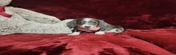 Miniature Dachshund dogs for sale: BLUEBERRY - Ad 7