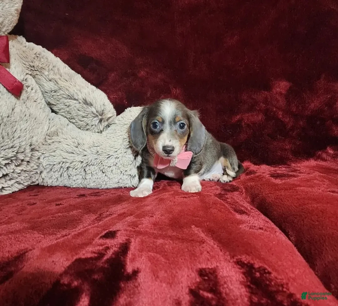 Miniature Dachshund dogs for sale: BLUEBERRY - Ad 7