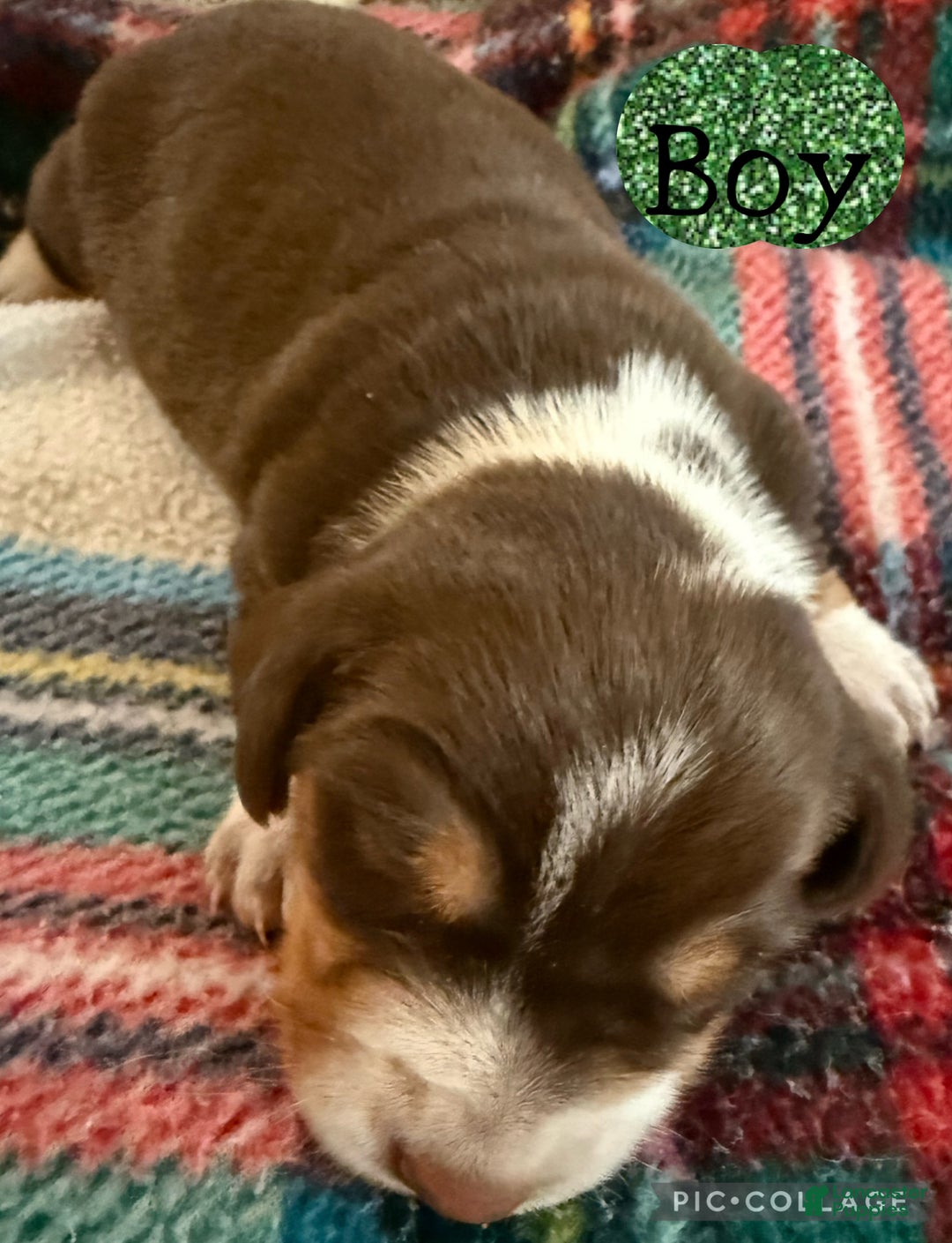 Dachshund dogs for sale: Dachshund Puppy 2 - Ad 2