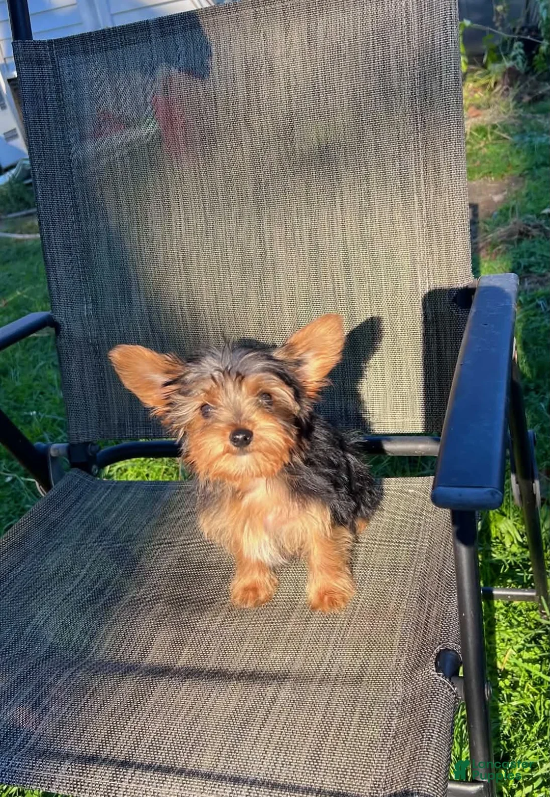 Yorkshire Terrier dogs for sale: Peanut - Ad 1