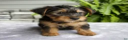 Yorkshire Terrier dogs for sale: Kelsey - Ad 4