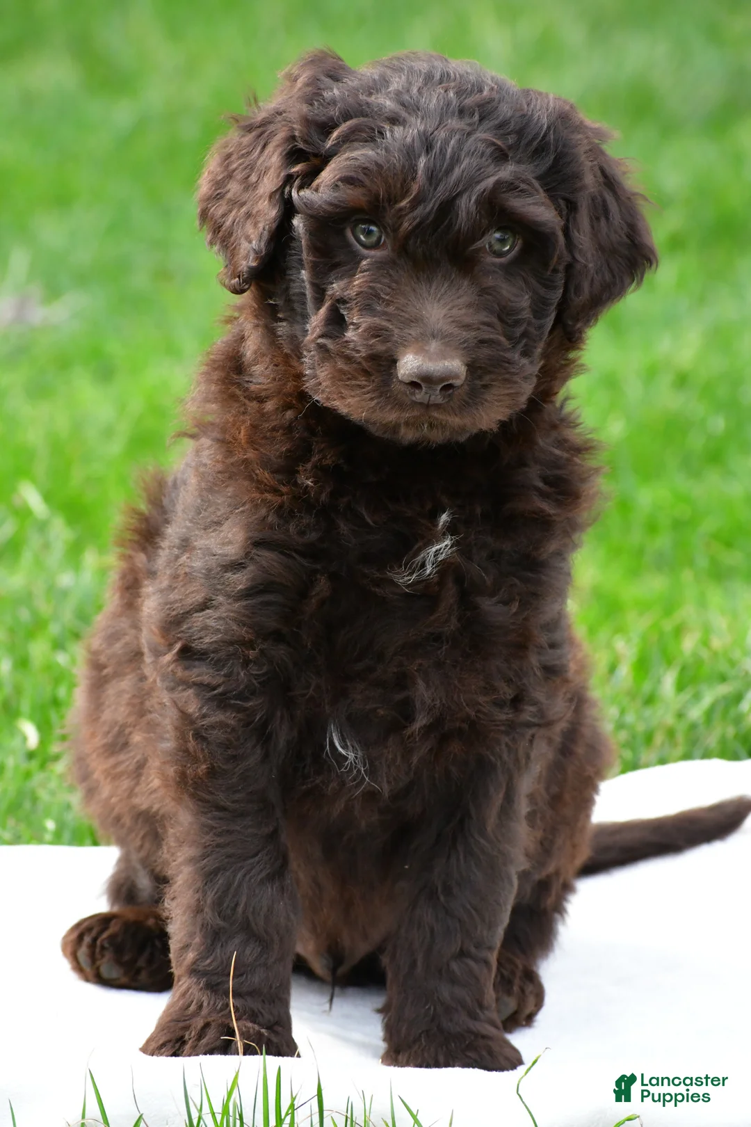 Newfypoo dogs for sale: Cash - Ad 1