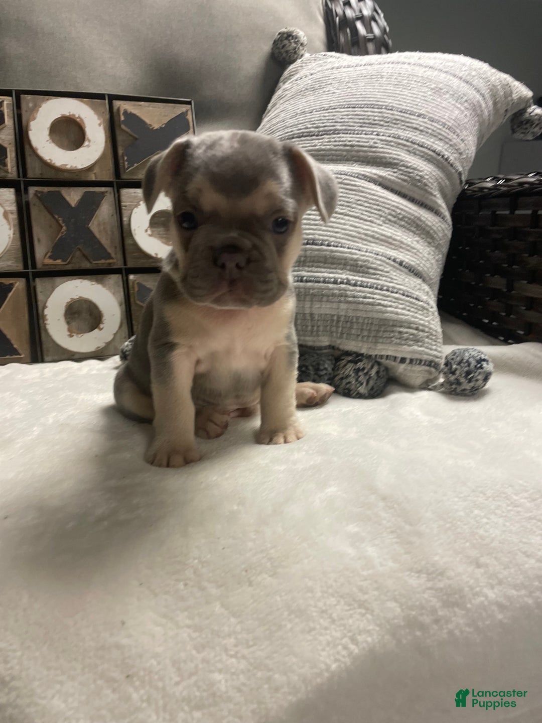 French Bulldog dogs for sale: French Bulldog Puppy 3 - Ad 4