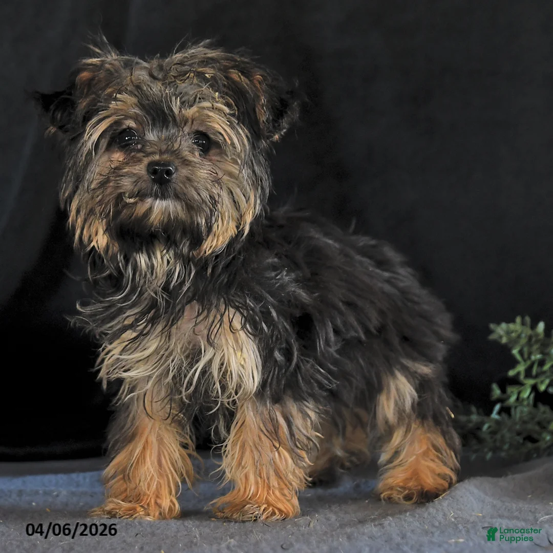 Yochon dogs for sale: Amber - Ad 3