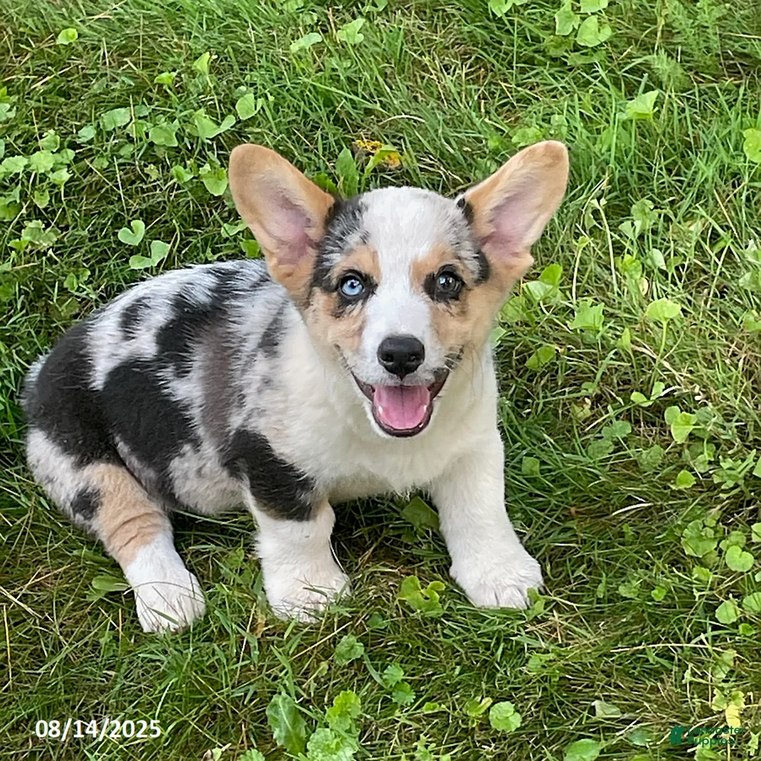 Gallery Image {{count}}