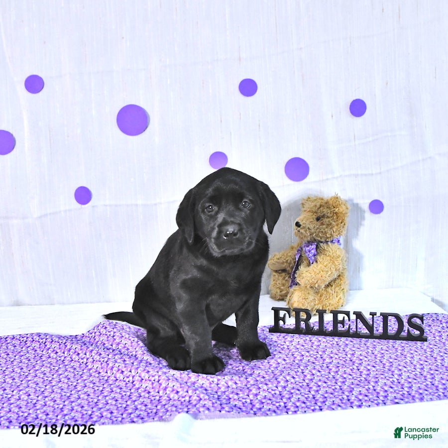 Labrador Retriever dogs Prissy - Ad 2