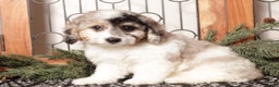 Bichpoo dogs for sale: Bubbles - Ad 4
