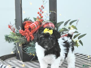 Havapoo dogs Ember - Ad 5